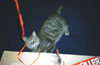Art for Cats, Image 3
