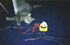 Art for Cats, Image 8