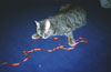 Art for Cats, Image 10